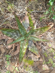 Aloe greatheadii