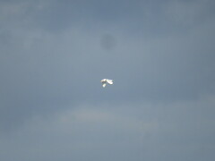 Ichthyaetus ichthyaetus