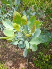 Searsia zeyheri