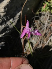 Disa inflexa