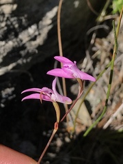 Disa inflexa