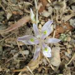 Moraea simulans