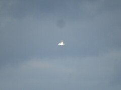 Ichthyaetus ichthyaetus