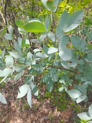 Searsia zeyheri