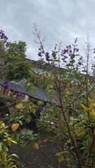 Pleroma heteromallum