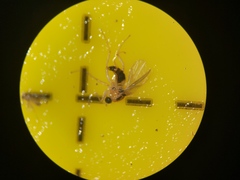 Elaphropeza ephippiata