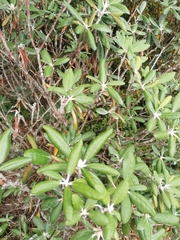 Rhododendron degronianum