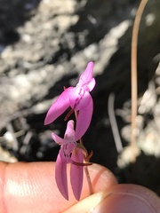Disa inflexa