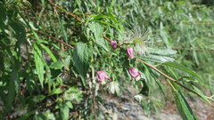 Clematis lasiandra