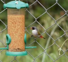 Coccopygia melanotis