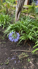 Agapanthus