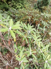 Rhododendron degronianum