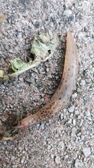 Limax maximus