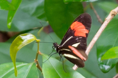 Heliconius