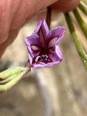 Gladiolus gueinzii