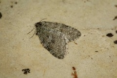 Epirrita dilutata