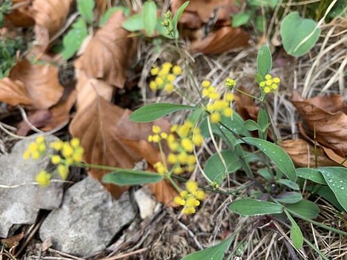 prerastlík kosákovitý (Bupleurum falcatum)