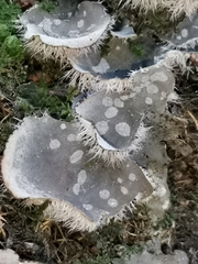 Peltigera extenuata