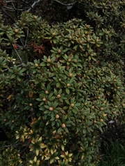 Rhododendron impeditum