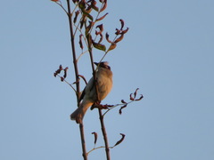 Pycnonotus sinensis