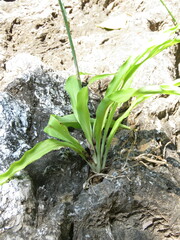 Echeandia breedlovei