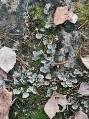 Peltigera extenuata