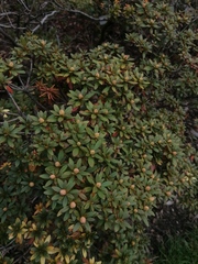 Rhododendron impeditum