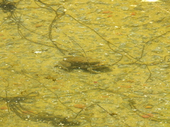 Rhinella arenarum