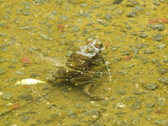 Rhinella arenarum