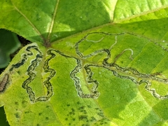 Phyllocnistis vitegenella