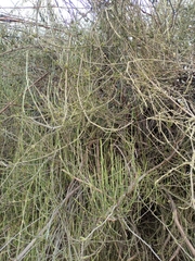 Ephedra americana