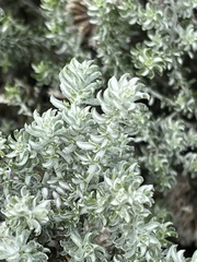 Helichrysum dasyanthum