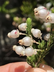 Erica lambertii