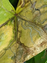 Phyllocnistis vitegenella