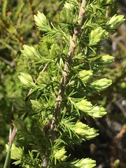 Erica intermedia intermedia