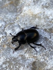 Geotrupidae