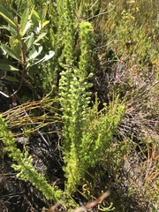 Erica intermedia intermedia