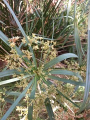 Cyperus textilis