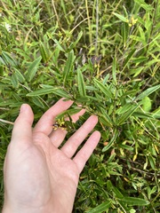 Hypericum kalmianum