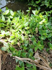 Tradescantia fluminensis
