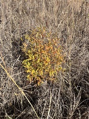 Hypericum kalmianum