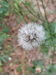 Hypochaeris chillensis
