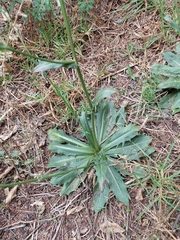 Hypochaeris chillensis