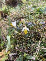 Polygaloides chamaebuxus