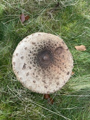 Macrolepiota