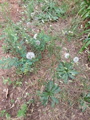 Hypochaeris chillensis