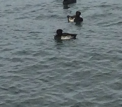 Aythya fuligula