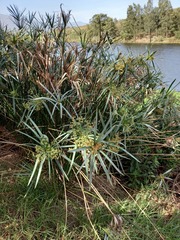 Cyperus textilis