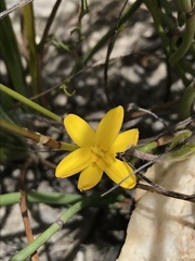 Hypoxis floccosa