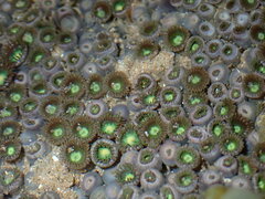 Zoanthus sansibaricus